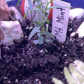 Photo of the plant species mountain mints by @SmileyTokyosun named Mt. Mint on Greg, the plant care app