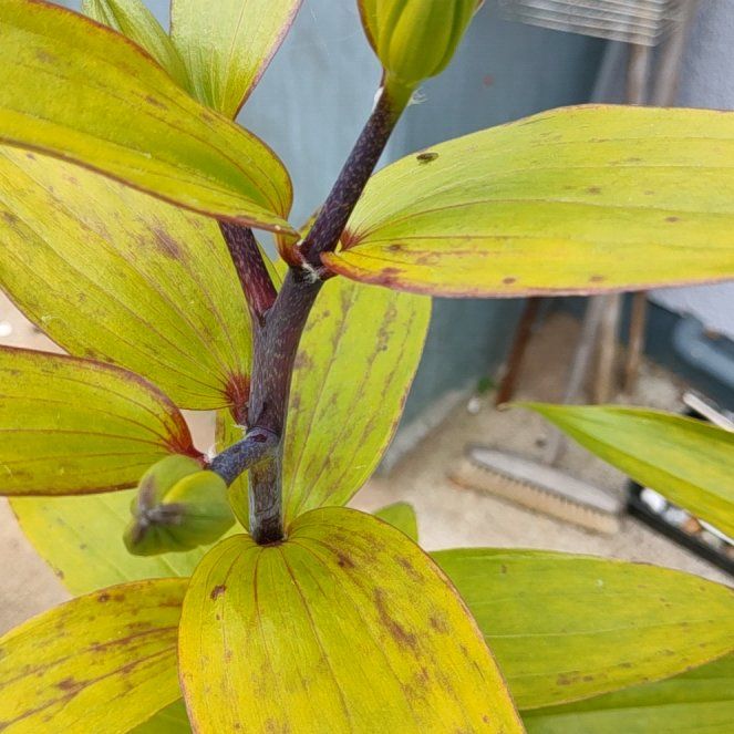 Photo of the plant species Lily by @HipSpiderwort named Giant lily on Greg, the plant care app