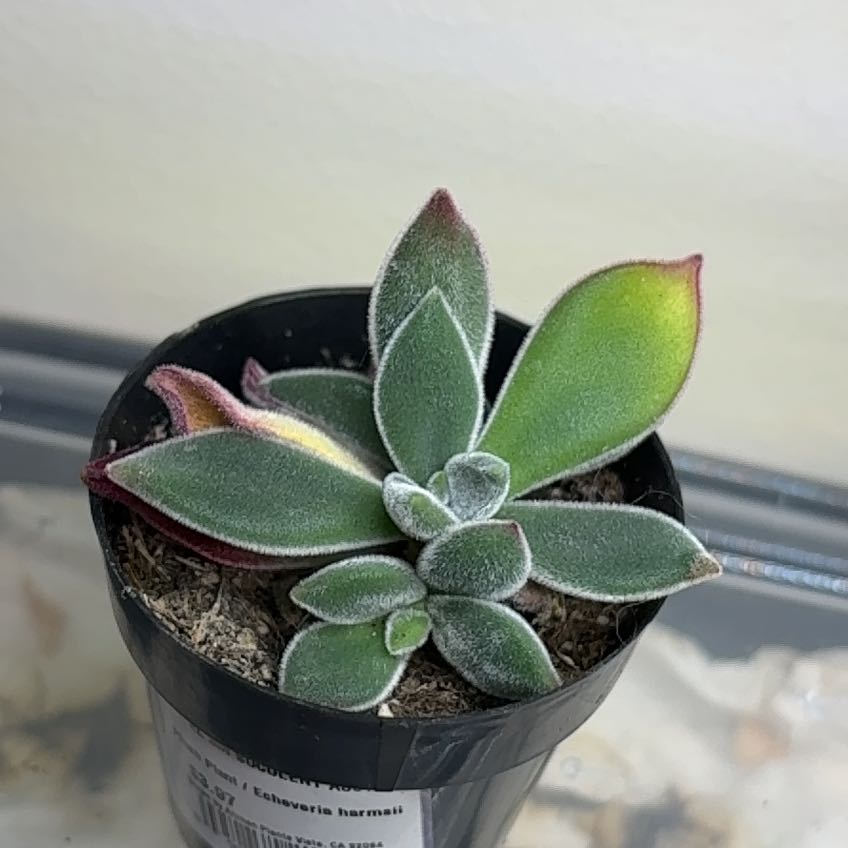 Photo of the plant species Plush Plant by @PeppyDevilsclub named Plush Plant on Greg, the plant care app
