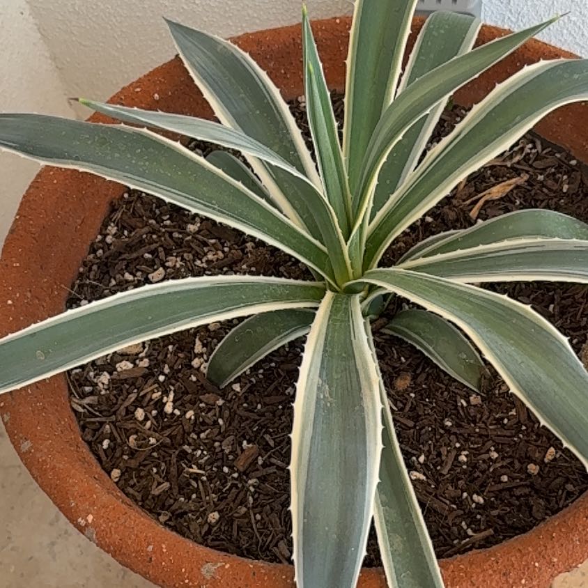 Photo of the plant species Caribbean Agave by @YummySunburst named Foxxy on Greg, the plant care app