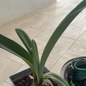 Photo of the plant species Amaryllis by @YummySunburst named Nithin on Greg, the plant care app