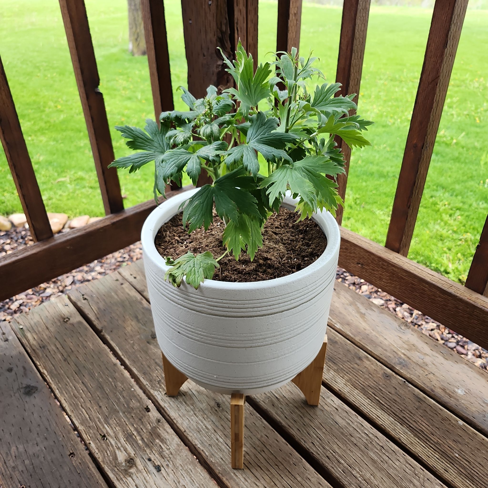 Potted Candle Larkspur plant on a wooden deck with visible soil.