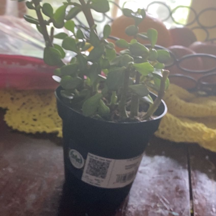 Plant care for Assorted Portulacaria on Greg, the plant care app