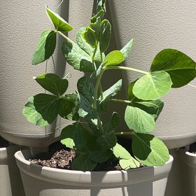Photo of the plant species Snow Peas by @DivineChickory named Rainier on Greg, the plant care app