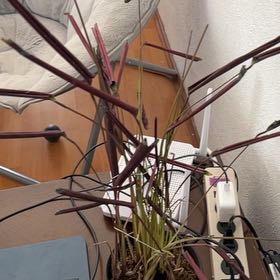 Photo of the plant species Calathea anulque by @ProAleppopine named Ronaldo on Greg, the plant care app