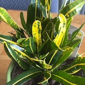 Photo of the plant species Cronton Banana by @MagicalPandan named Naomi on Greg, the plant care app