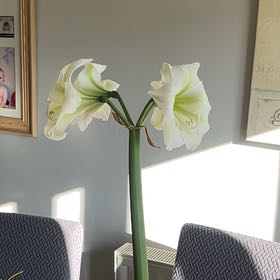 Photo of the plant species Hippeastrum Arctic White by @MagicalPandan named Luna on Greg, the plant care app