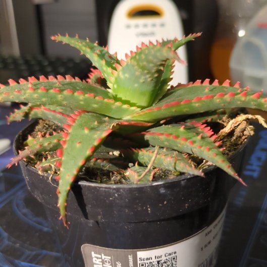 Photo of the plant species Aloe 'Christmas Sleigh' by @CaptainRose named Gaga on Greg, the plant care app
