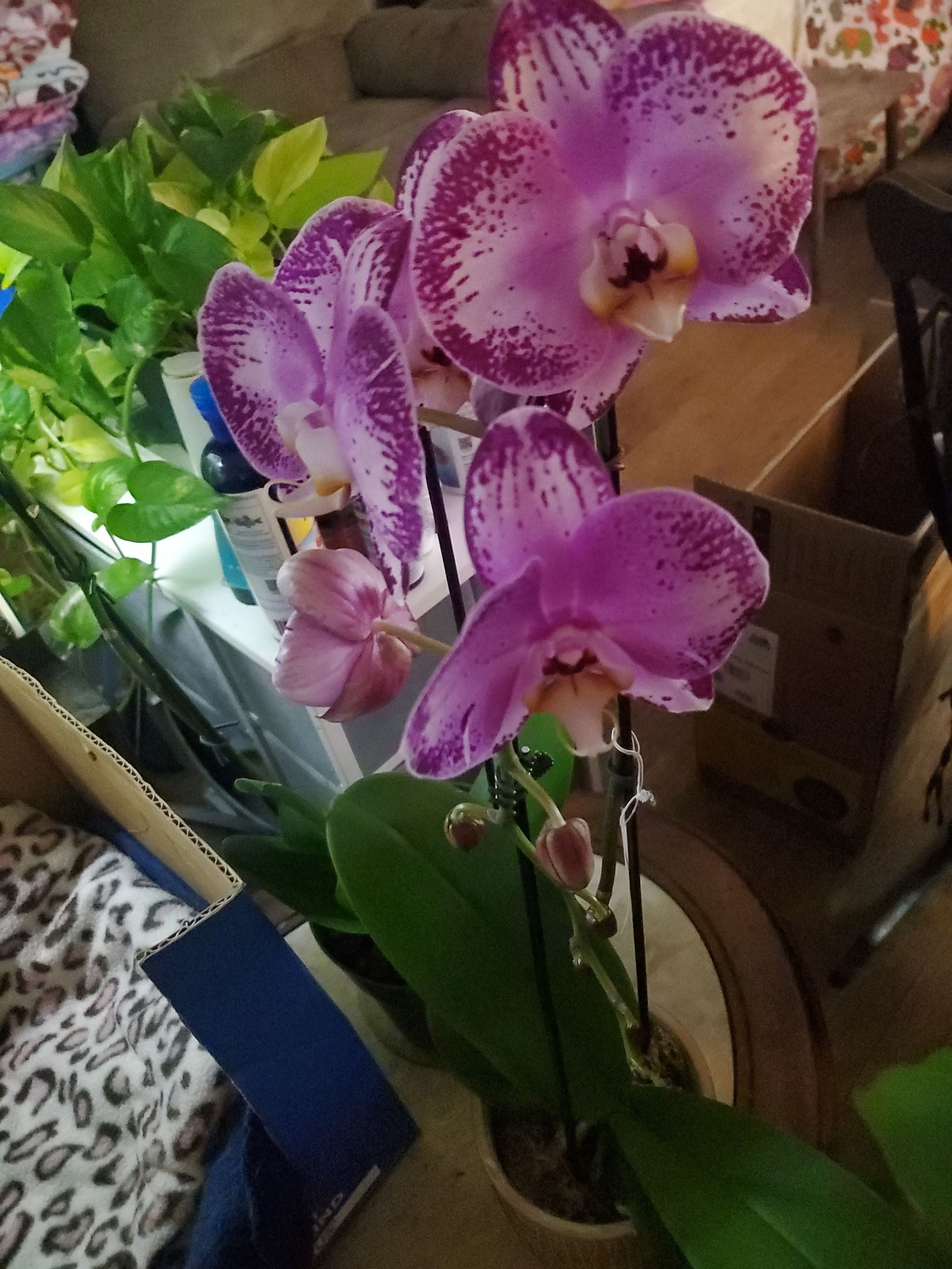 Orchid & Lotus A plant by MilakiTea on Greg