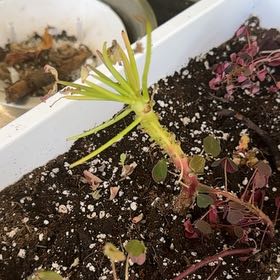 Photo of the plant species Palm Tree Oxalis by @BuffGreenbeans named Cleopatra on Greg, the plant care app