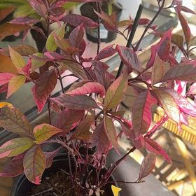 Photo of the plant species Red Alternanthera by @BuffGreenbeans named Doja Cat on Greg, the plant care app