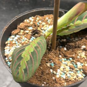 Photo of the plant species Prayer Plant by @ConversantPeony named Madonna on Greg, the plant care app