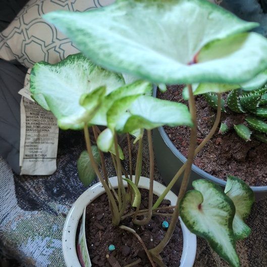 Photo of the plant species Caladium White Queen by @EthicalChayote named Alaska on Greg, the plant care app