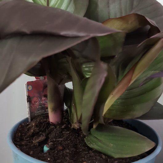 Photo of the plant species Canna Bronze Scarlet by @EthicalChayote named Flora on Greg, the plant care app