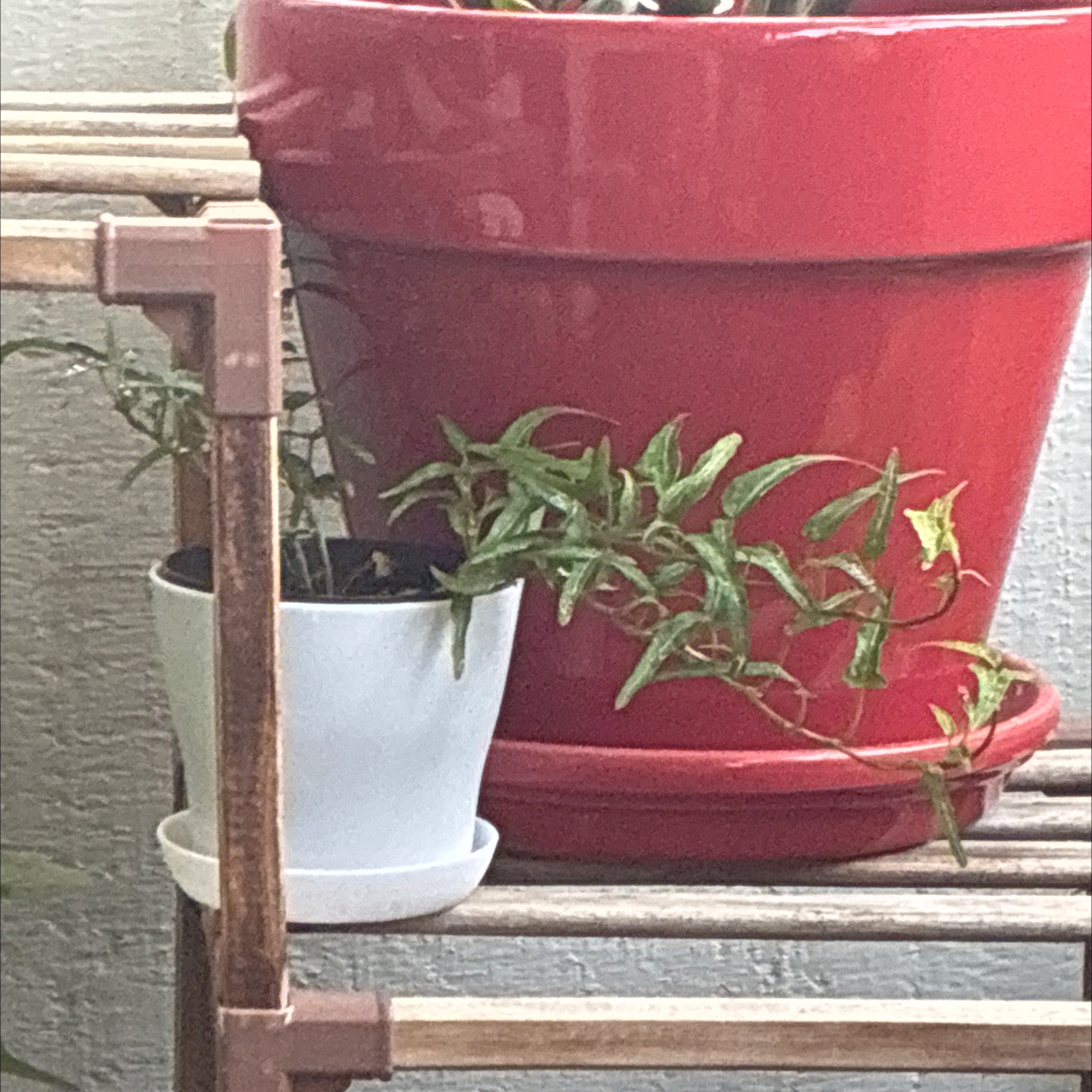 Photo of the plant species Spearpoint Ivy by @NovelCaleypea named Lucki on Greg, the plant care app