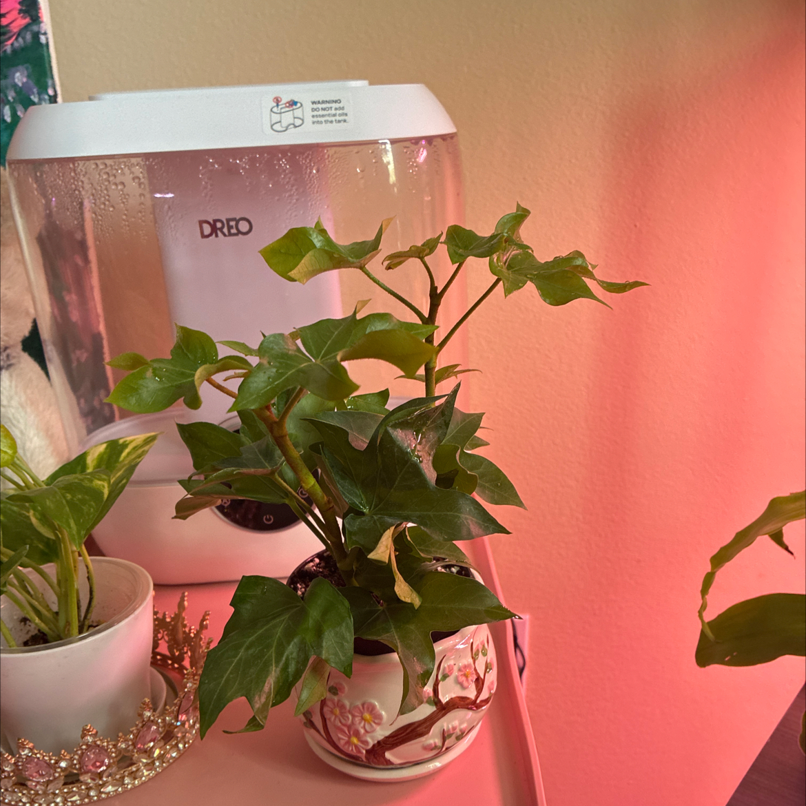 Photo of the plant species Tree ivy by @NovelCaleypea named Ivy on Greg, the plant care app