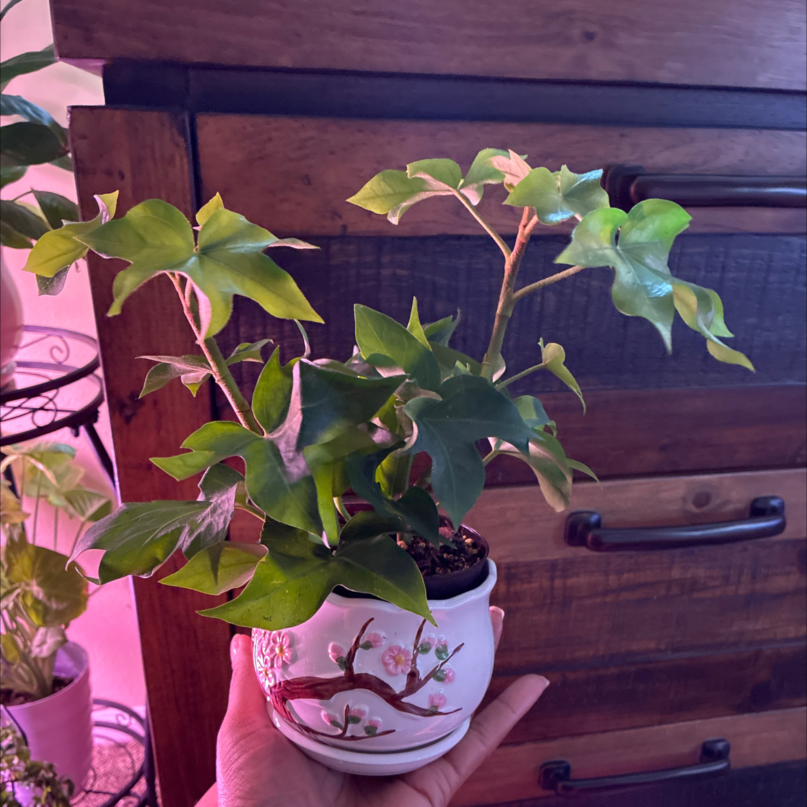 Photo of the plant species Tree ivy by @NovelCaleypea named Ivy on Greg, the plant care app