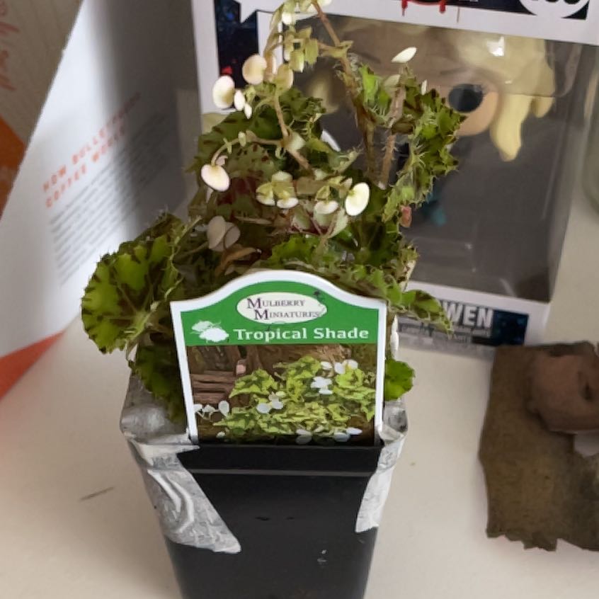 Photo of the plant species Begonia Rex 'Spirit of Pemba' by @ZingEmmenanthe named Mollie on Greg, the plant care app