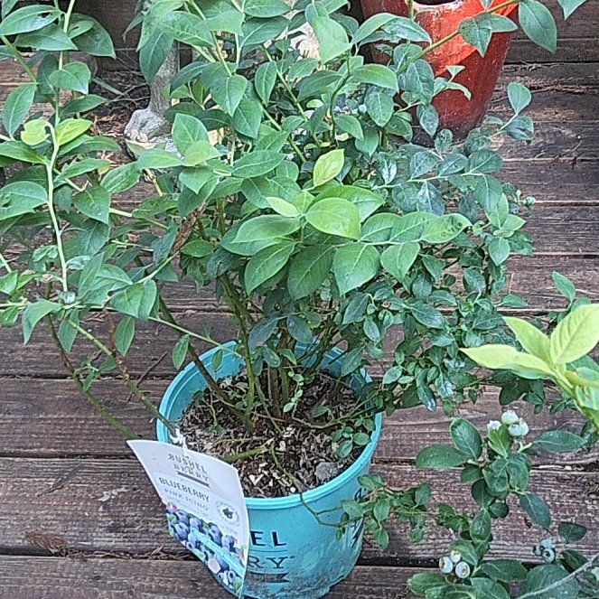 Photo of the plant species Pink Icing Blueberry by @KineticCactus named Pink Icing Blueberry on Greg, the plant care app