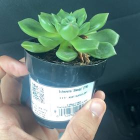 Photo of the plant species Echeveria 'Sleepy™' by @BigwigLimetuff named Nappy on Greg, the plant care app