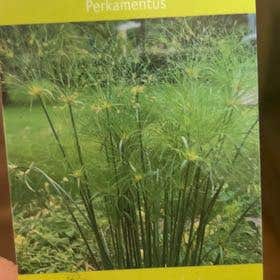 Photo of the plant species Cyperus Papyrus by @FunnyMugwort named Daphne on Greg, the plant care app