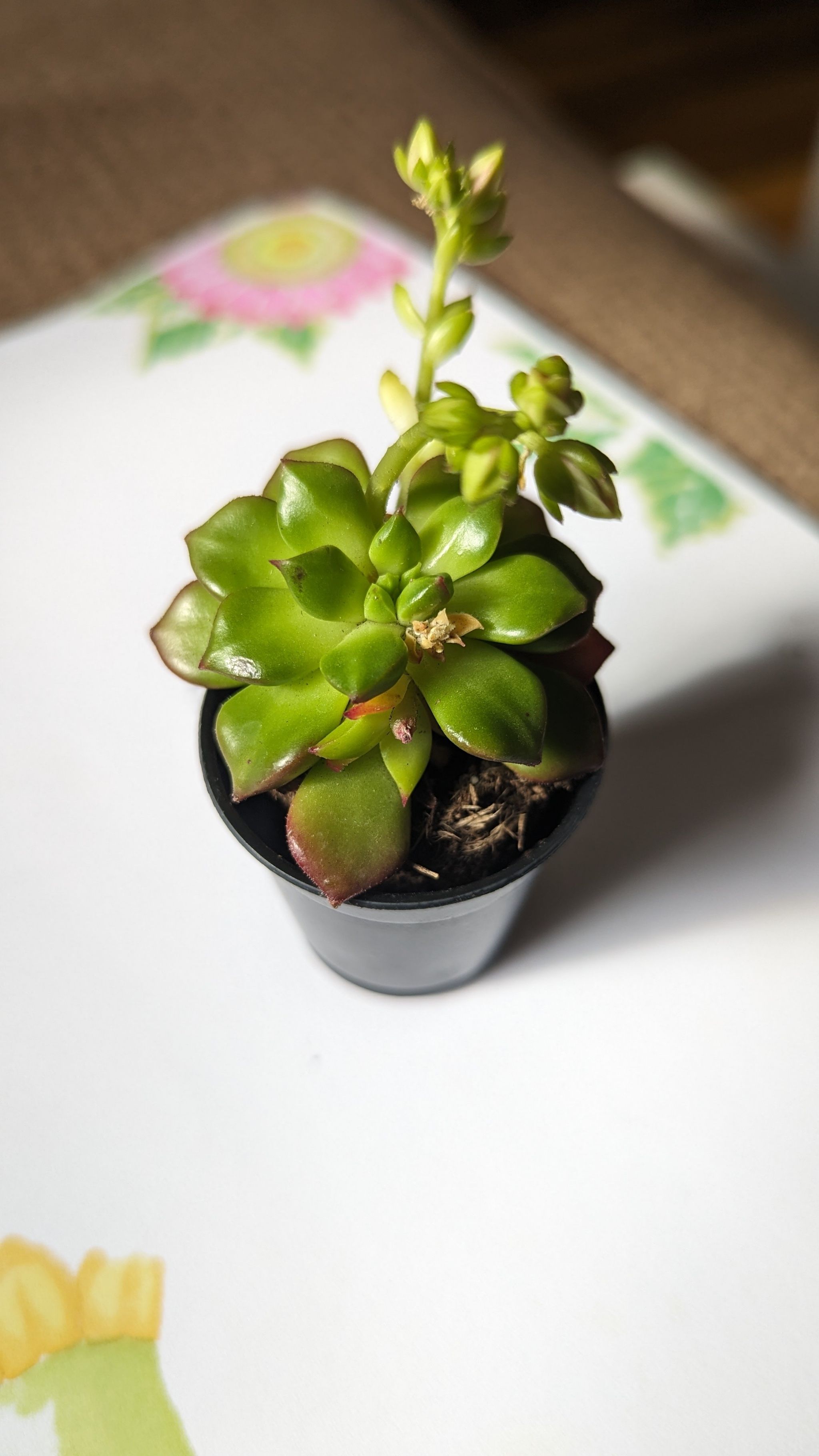 Photo of the plant species Sedum lucidum by @SassyWheatgrass named Duke on Greg, the plant care app