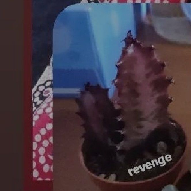 Photo of the plant species Twisted Rubra by @KeyWildpapaya named Revenge on Greg, the plant care app
