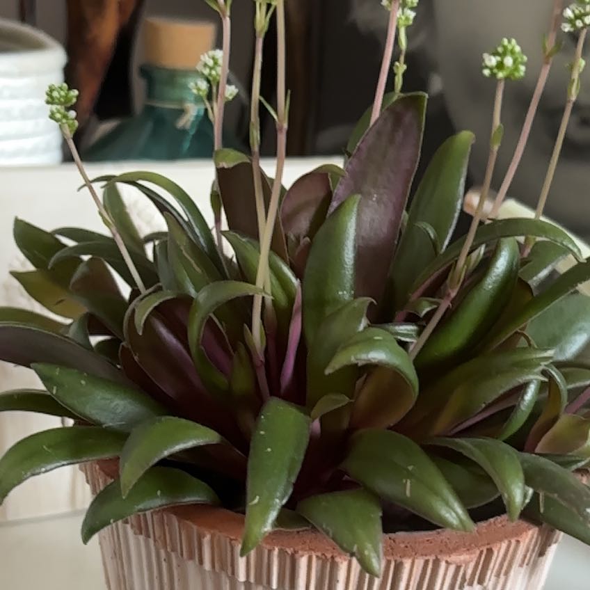 Photo of the plant species Crassula rosularis by @HeirJeffreypine named Zeus on Greg, the plant care app