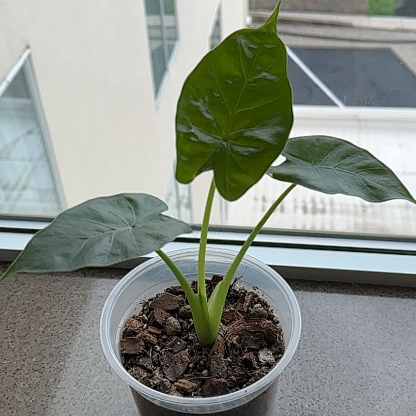 Young Calidora Elephant's Ear plant in a plastic pot with three healthy green leaves.