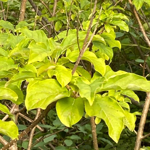 Photo of the plant species Persimmon by @MajorZebrina named LiloStitch on Greg, the plant care app