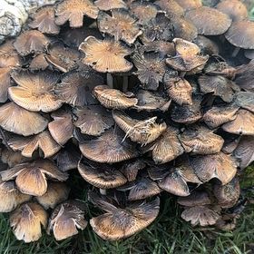 Photo of the plant species Noble Fir by @cactigodfather named Miley on Greg, the plant care app