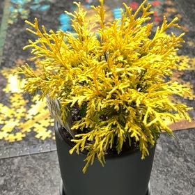 Photo of the plant species Gold Mop Cypress by @avencarter named Beckham on Greg, the plant care app