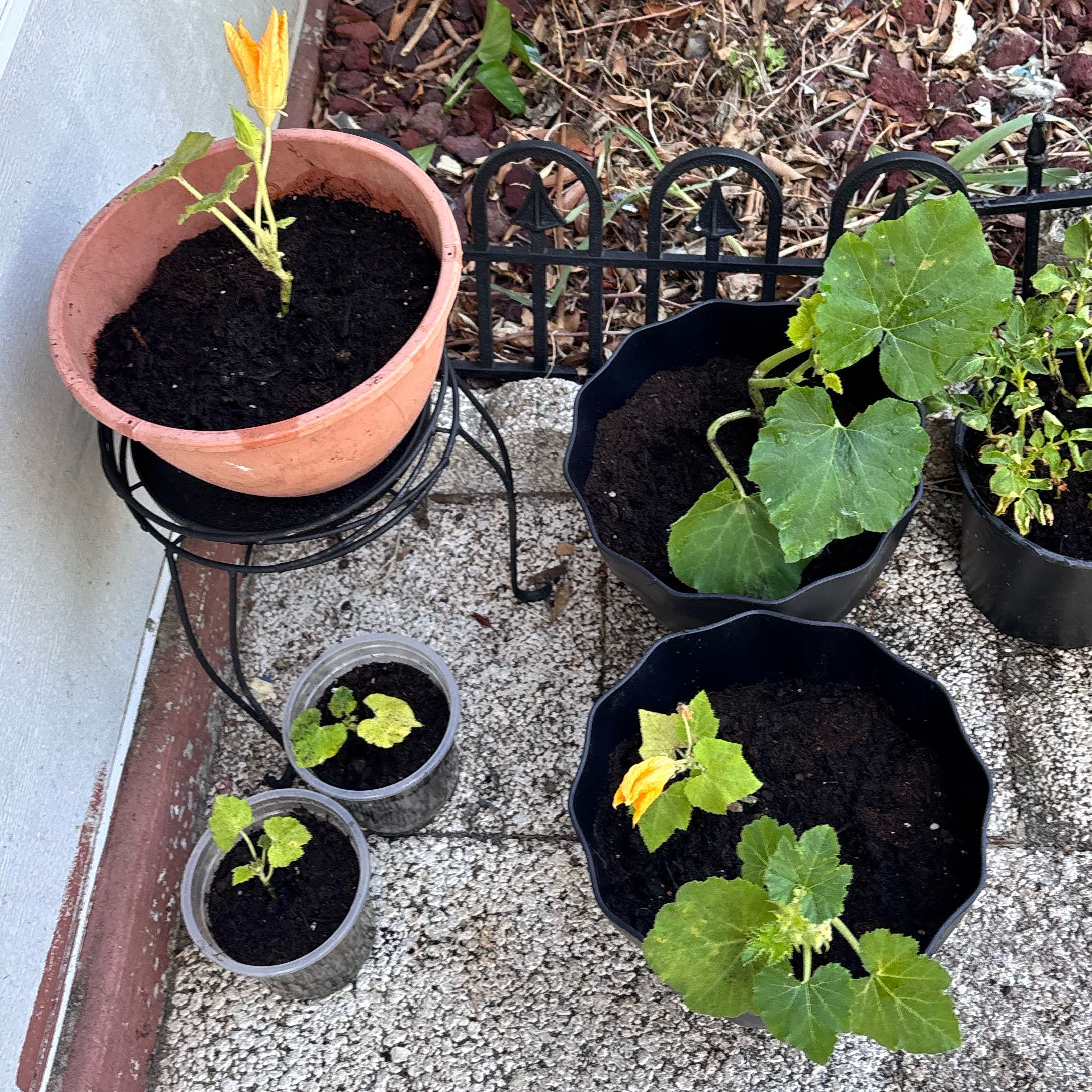 Photo of the plant species Pumpkin by @Angiemarie named Spooky on Greg, the plant care app