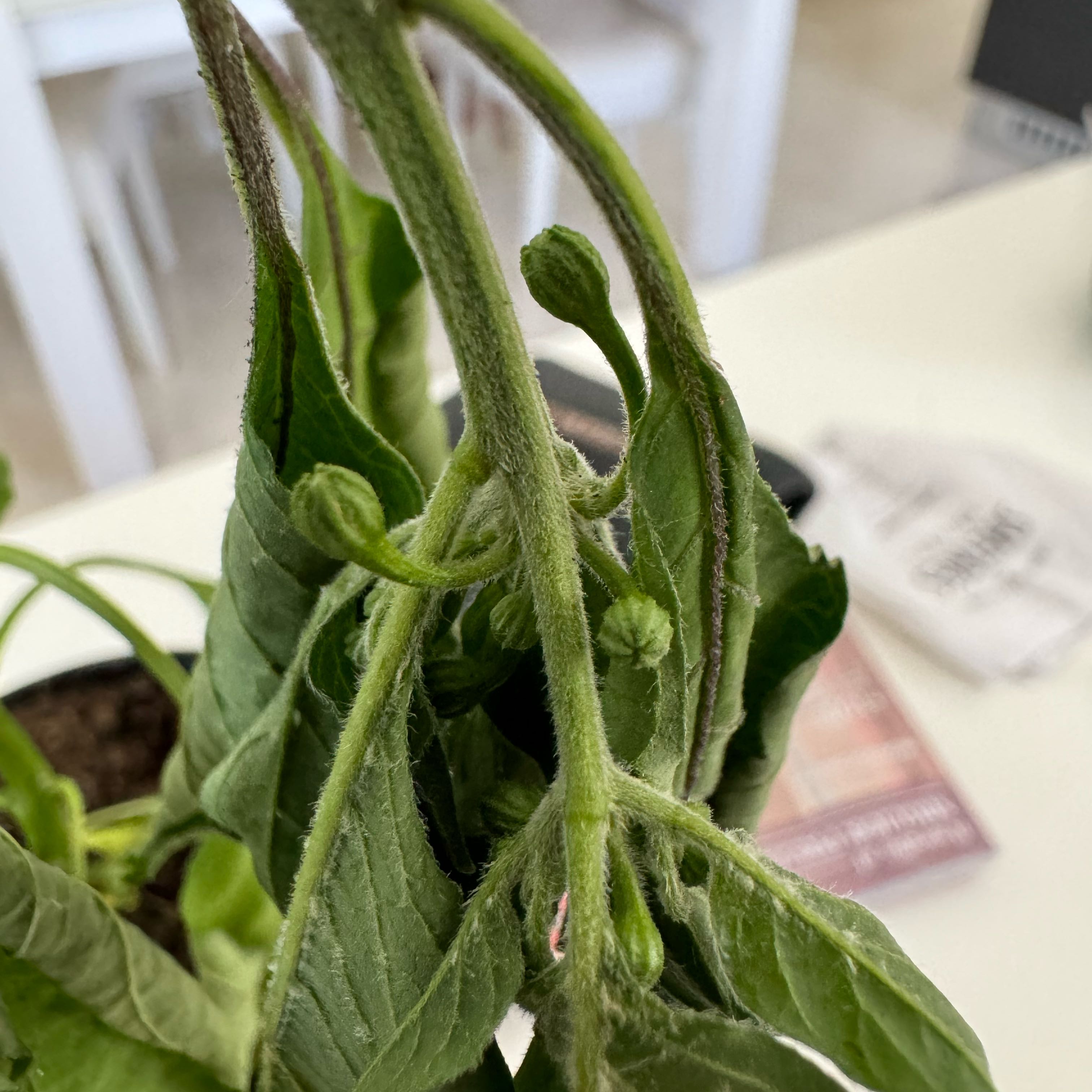 Photo of the plant species Naga Chili by @CozyVelvetbean named Girlfrond on Greg, the plant care app