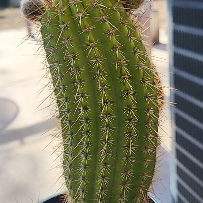 Photo of the plant species Tricholobivia 'Crimsonie' by @NotableQuincula named Red on Greg, the plant care app