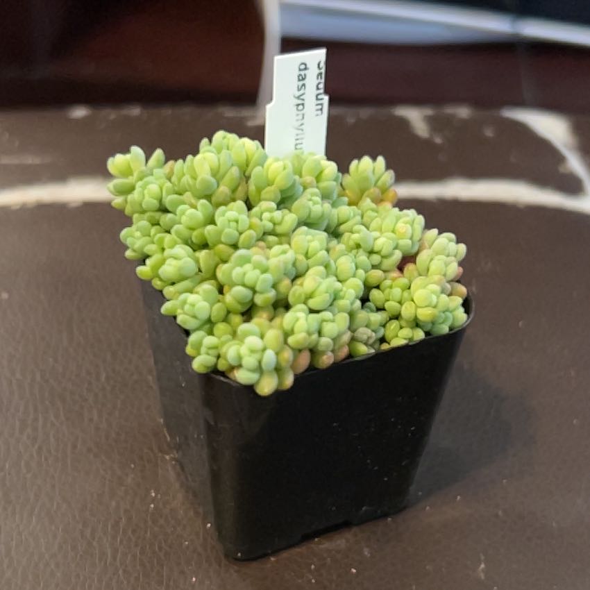 Photo of the plant species Corsican Stonecrop by @WetWilllie named Sigmund on Greg, the plant care app