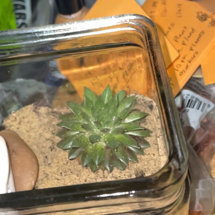 Photo of the plant species Sempervivum arachnoideum 'Stansfieldii' by @PersonableAster named Stands on Greg, the plant care app