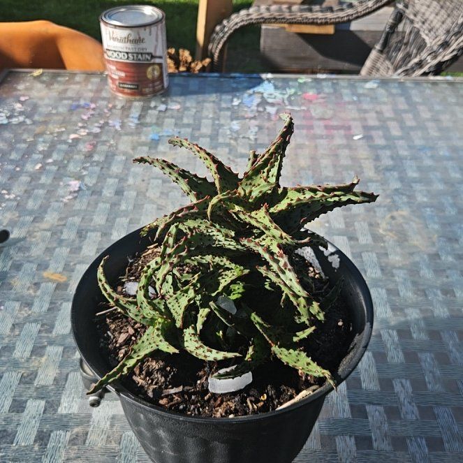 Photo of the plant species Aloe castilloniae by @TeachableMira named Einstein on Greg, the plant care app