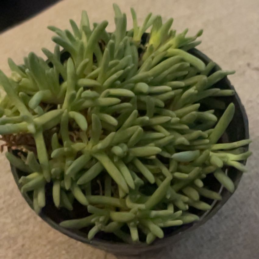 Photo of the plant species Assorted Delosperma by @TopPinkjasmine named Eva on Greg, the plant care app