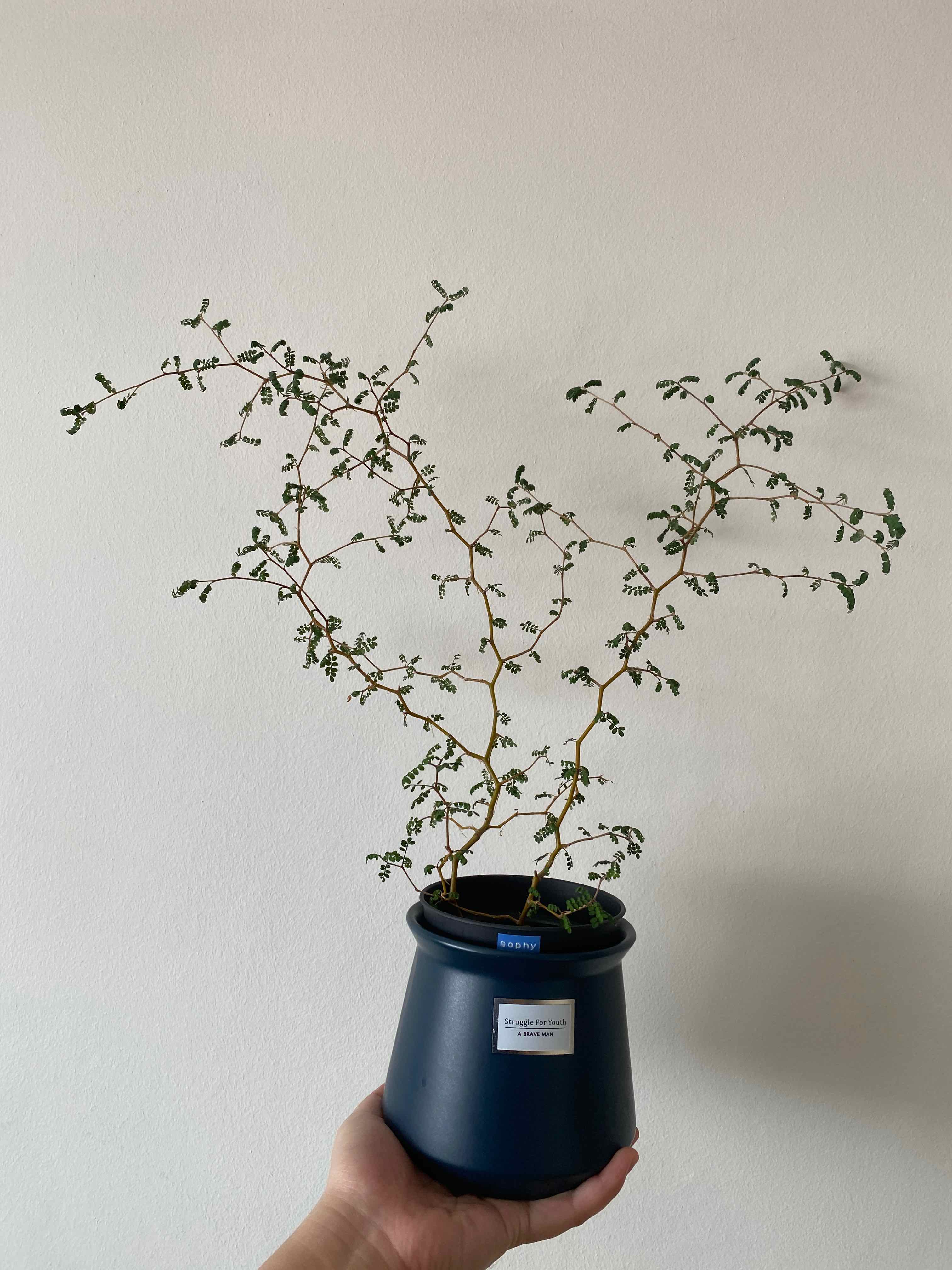 Kowhai plant in a blue pot, held by a hand, with thin, branching stems and small leaves.