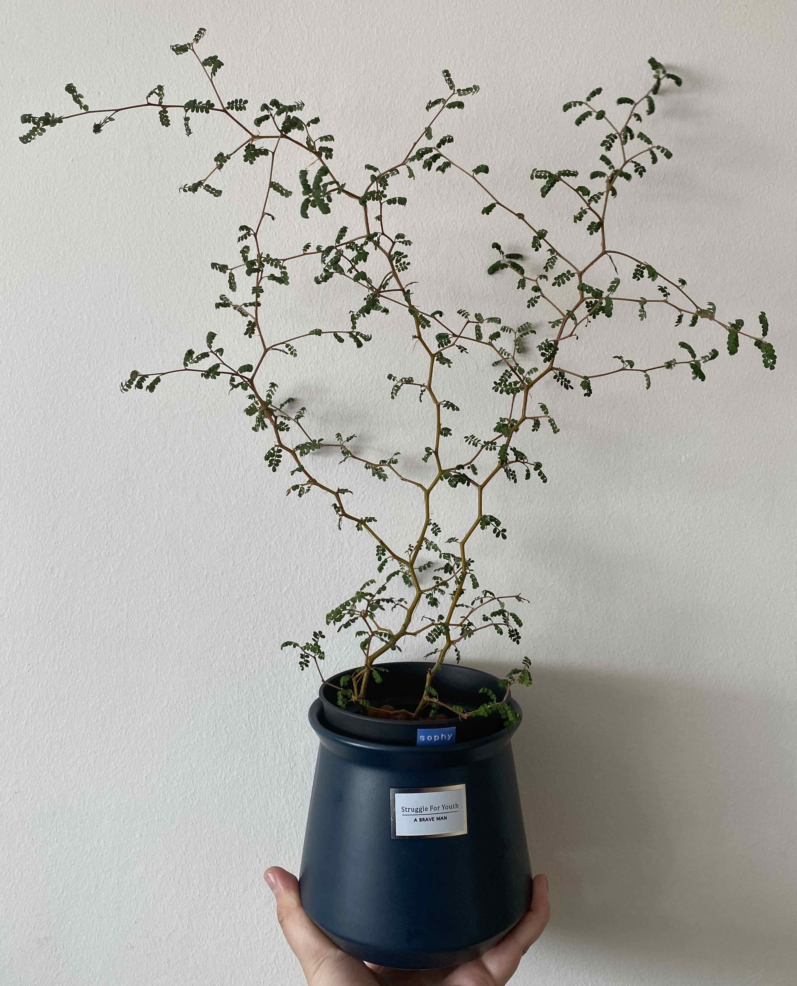 Kowhai plant in a pot held by a hand, with thin branches and small leaves.