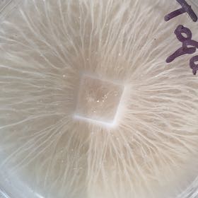 Photo of the plant species Maltese-Mushroom by @TrustyStinkhorn named Wall-E on Greg, the plant care app