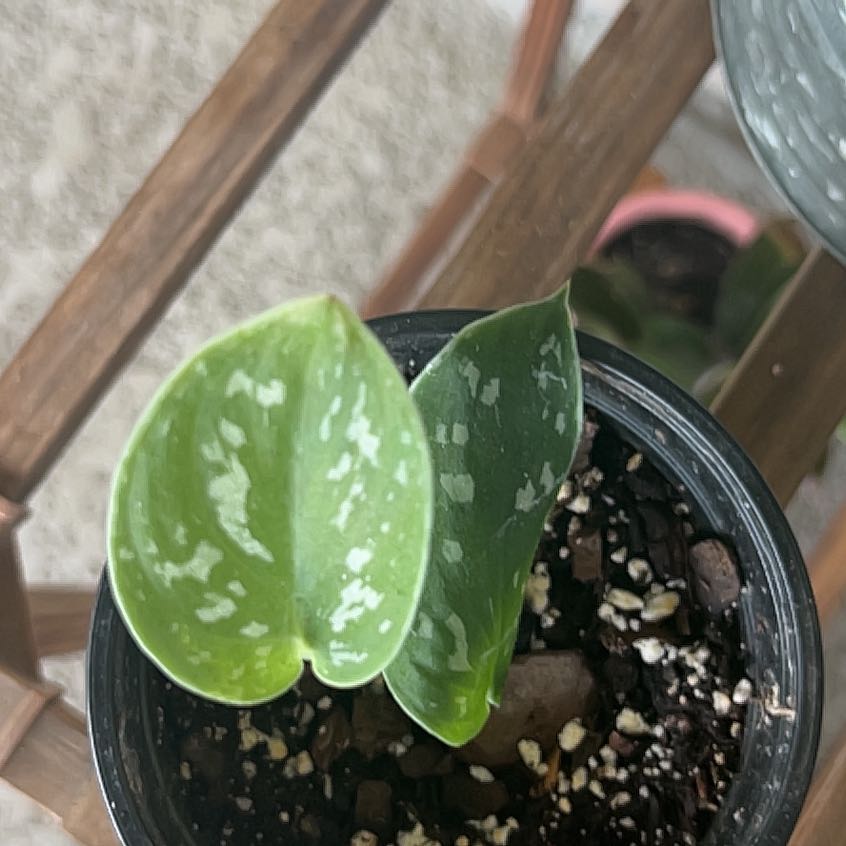Photo of the plant species Scindapsus silver queen by @CuteChinarose named Messi on Greg, the plant care app