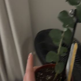 Photo of the plant species eucalyptus by @VitalBoglaurel named Treeyoncé on Greg, the plant care app