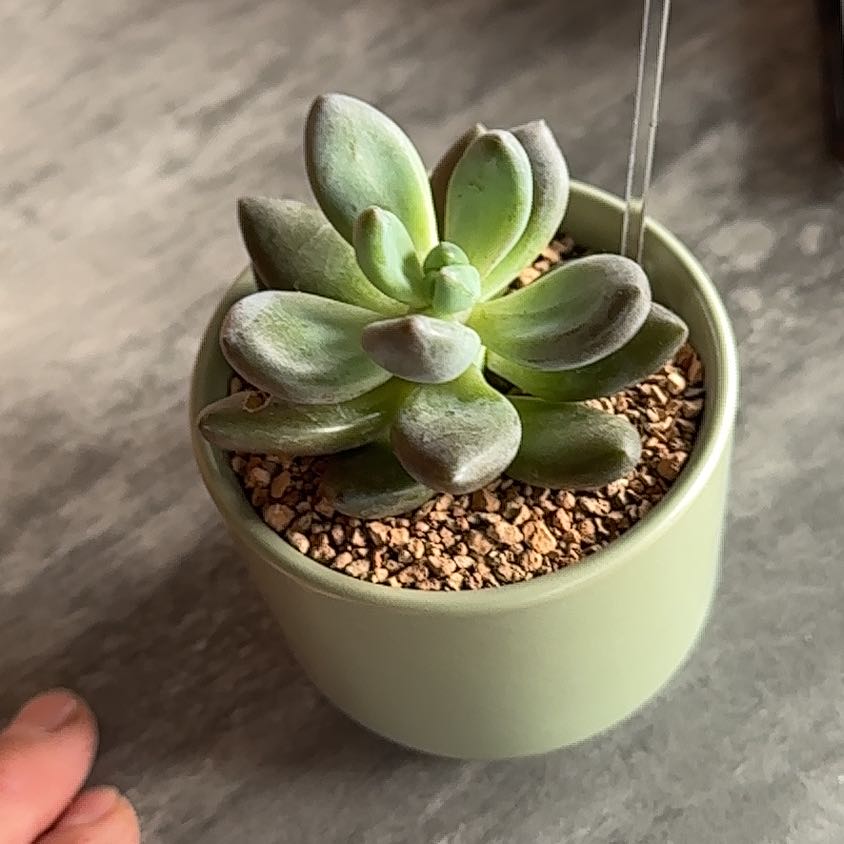 Pachyphytum 'Aquamarine' succulent in a small pot with well-draining soil.