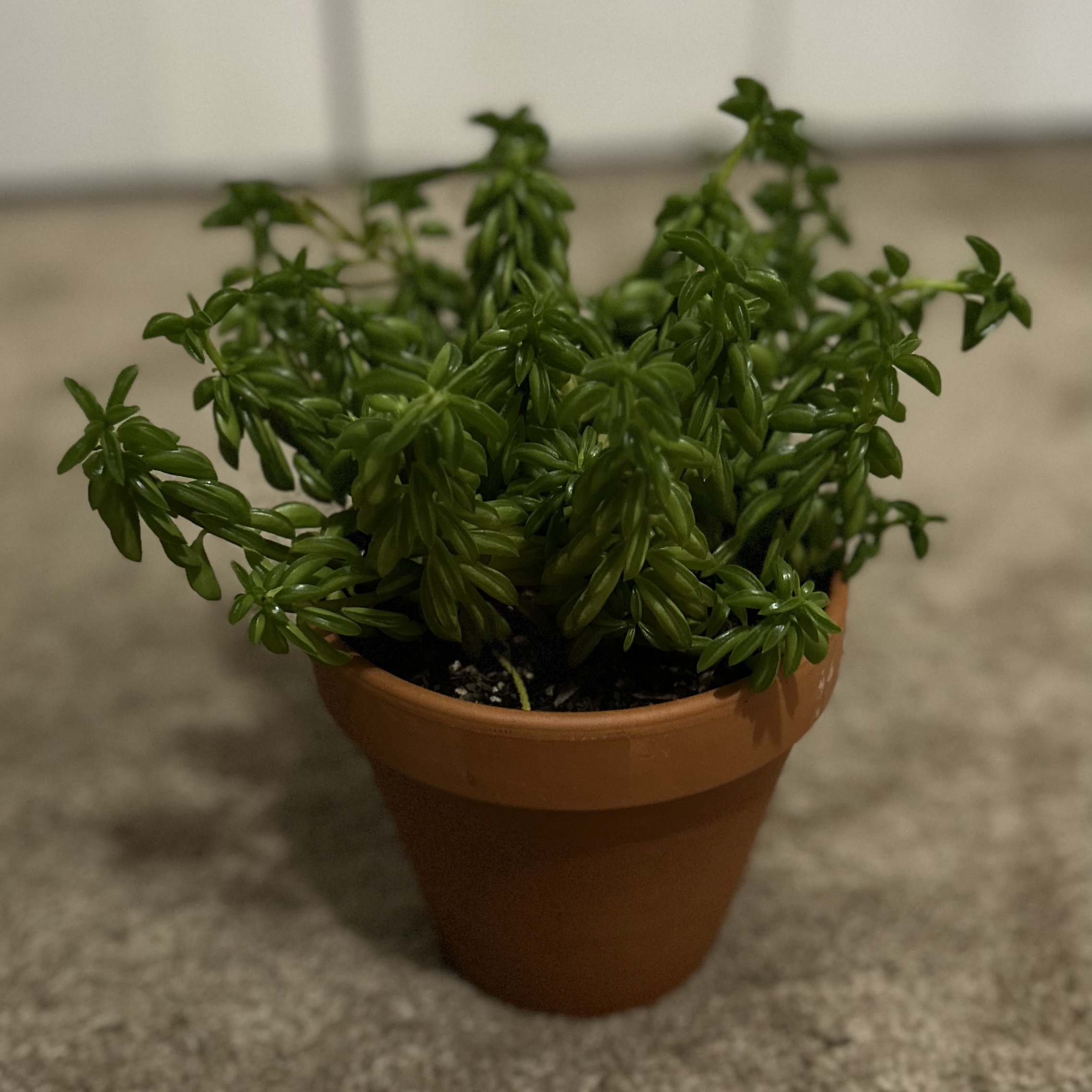 Photo of the plant species Taco Plant by @lobotomizeme named birria. on Greg, the plant care app