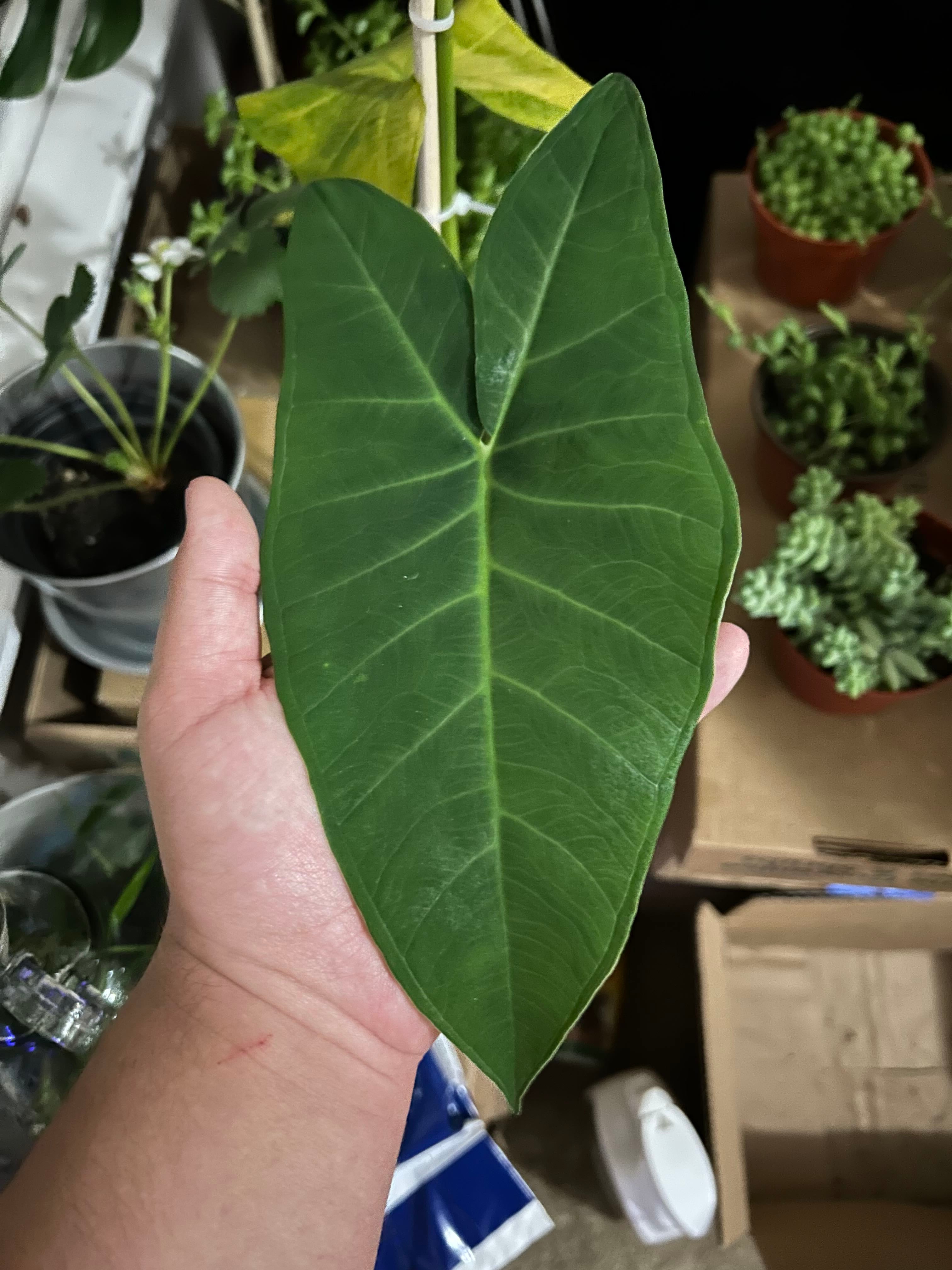 3 Essential Outdoor Arrowleaf Elephant Ear Care Routines