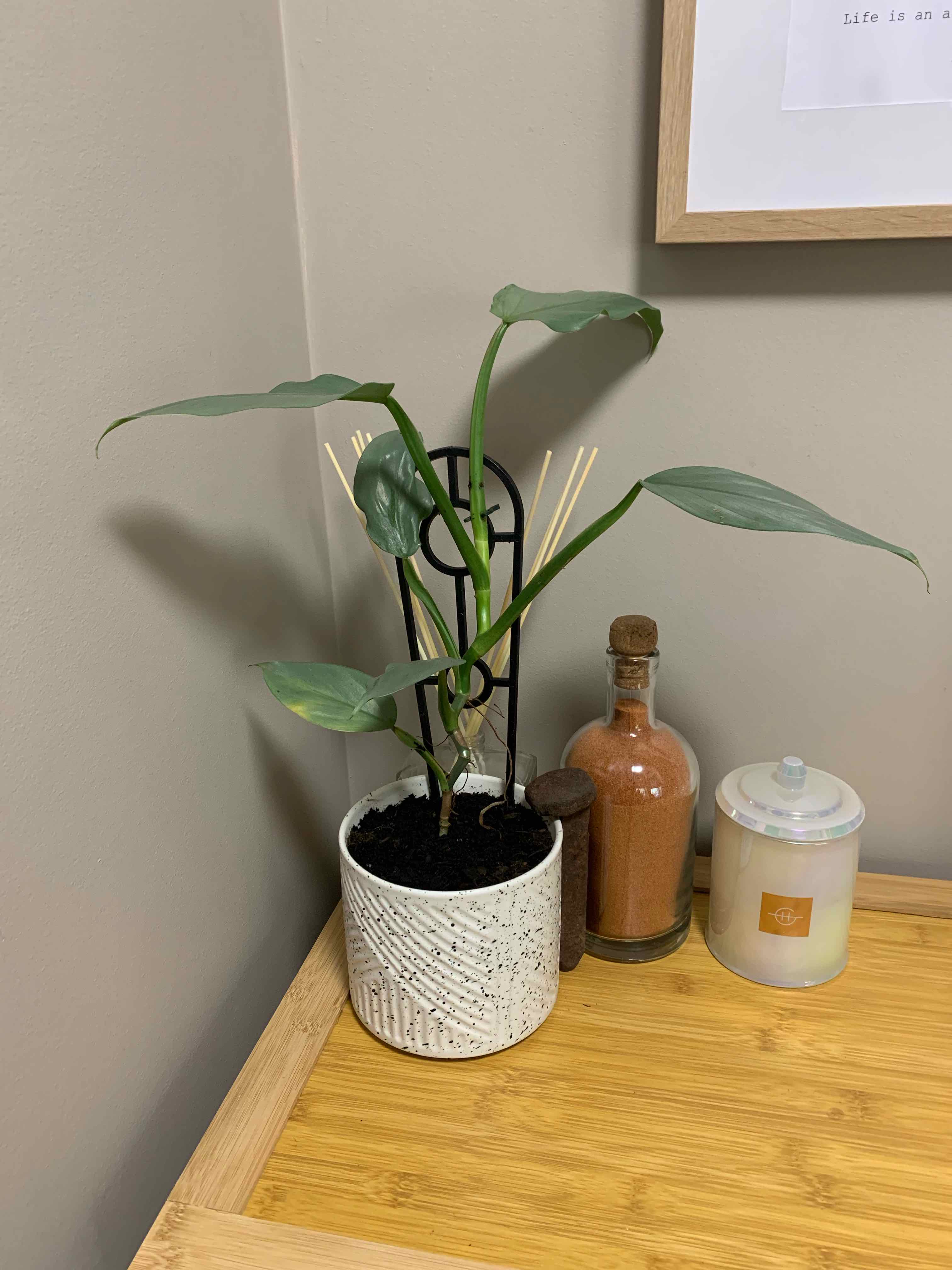 Photo of the plant species silver sword by Jazmin named Silver sword on Greg, the plant care app