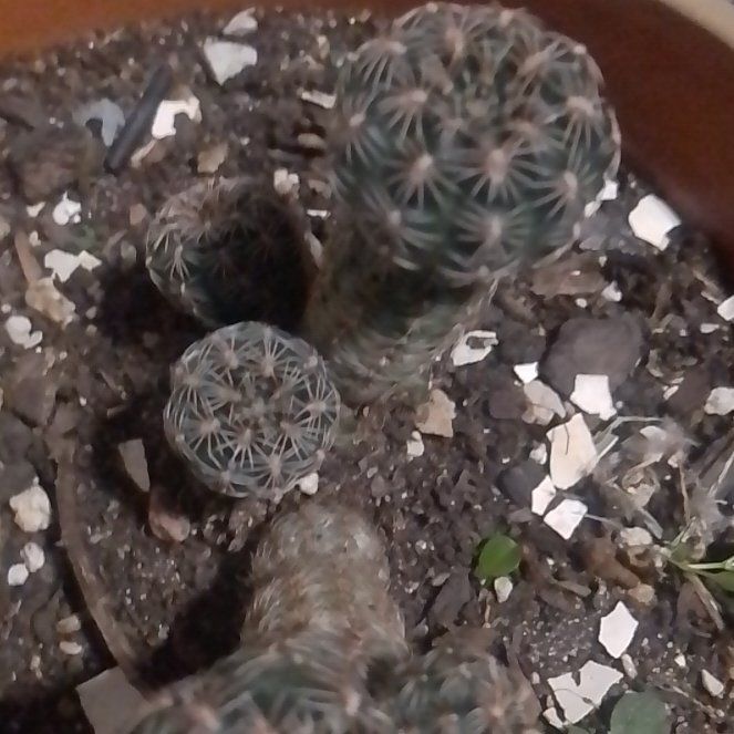 Photo of the plant species Gymnocalycium stenopleurum by @YeveRedrose named Sigmund on Greg, the plant care app