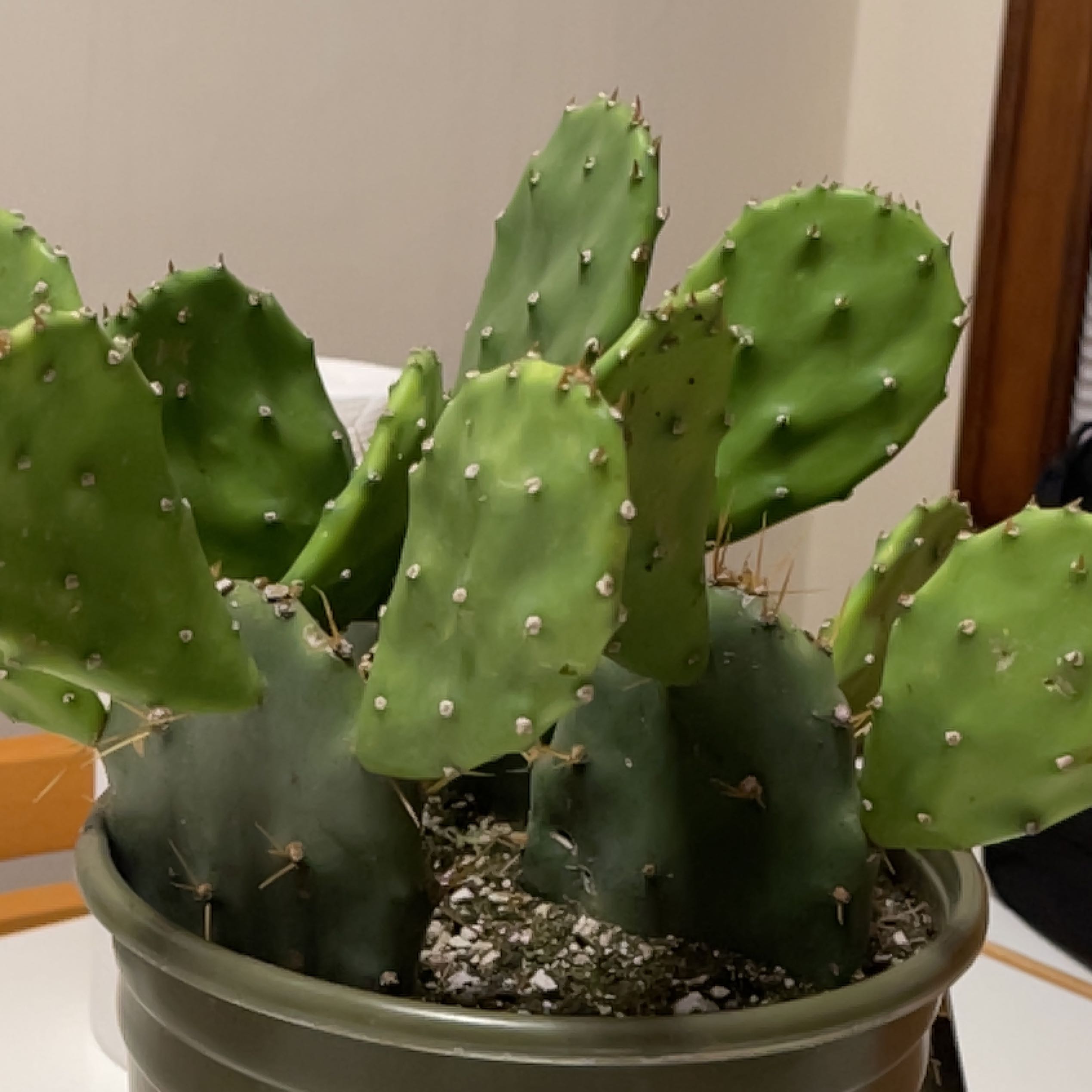 Photo of the plant species Opuntia 'Desert Ace' by @MerryCutgrass named Leonardo on Greg, the plant care app